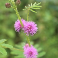 Mimosa diplotricha C.Wright